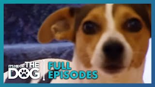 This Jack Russell Uses the House as a TOILET?! | Season 2 Episode 10 | It's Me or the Dog UK