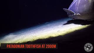 Antarctica's Deep Sea Dwellers | Toothfish