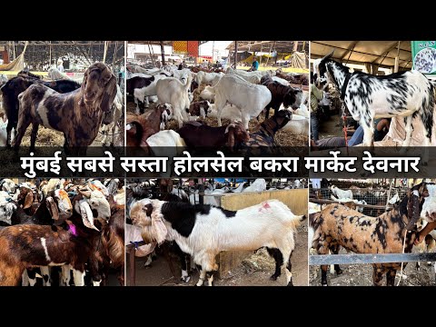 Deonar Bakra Mandi 2026 Bakra Market Deonar Govandi Bakra Market Wholesale Bakra Market In Mumbai