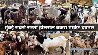 Deonar Bakra Mandi 2026  Bakra Market Deonar  Govandi Bakra Market  Wholesale Bakra Market In Mumbai