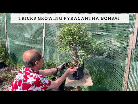 Tricks Growing Pyracantha Bonsai