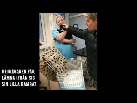 Video: Hjärtsjukdomar Och Näring Hos Katter - Daglig Veterinär