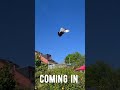 Pigeon Arrival 🚀