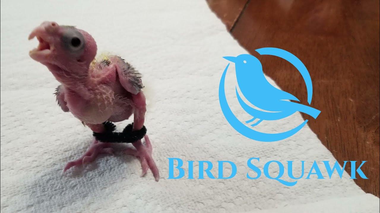 Spraddle Leg / Splay Leg in baby birds. LETS FIX IT!! YouTube