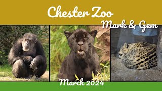 We saw Snow Leopards at Chester Zoo!  March 2024