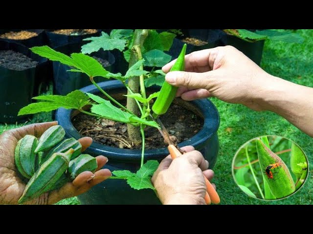 Okra Container Gardening