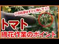 【トマト栽培】この芽はすぐ摘んで！実つきを良くするポイント！【シェア畑】【農園ライフ】