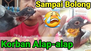 Obati Merpati Pos yang terluka karna di terkam alap-alap/Elang kecil