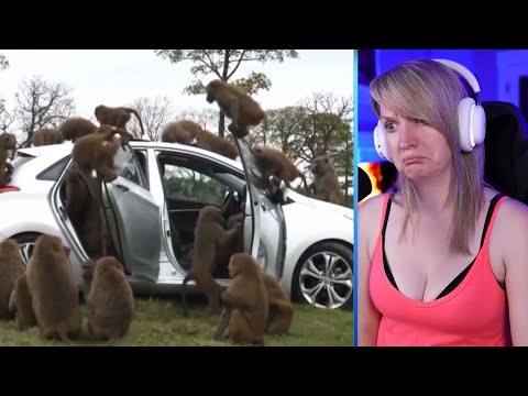 15 Cruel Hunting Moments By Ruthless Baboons Part 1 | Pets House