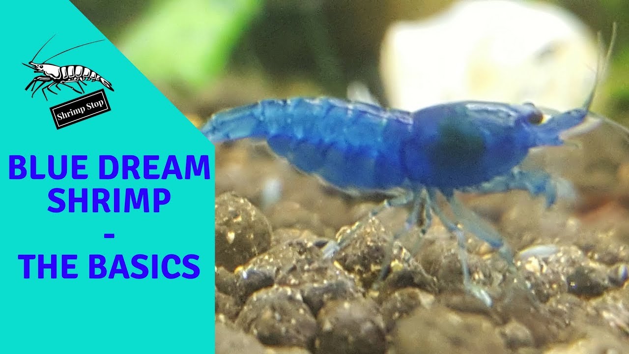 Blue Dream Shrimp - The Basics - YouTube