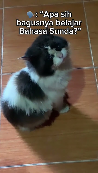 Meme Kucing Bahasa Sunda