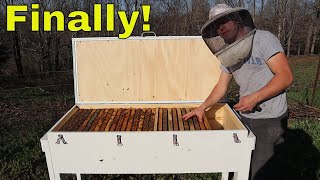 🔵Long Hive Beekeeping Episode 1.