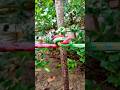 Strong Two Rope Joint in Seconds!