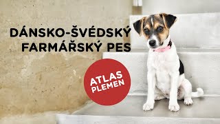 Dánskošvédský farmářský pes  Atlas plemen  Tlapka TV