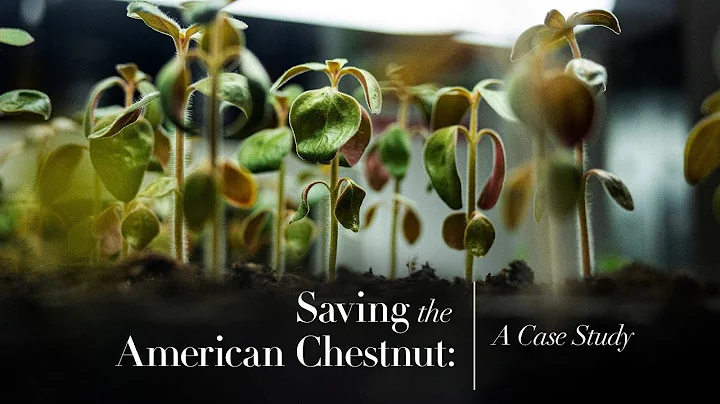 Saving The American Chestnut: A Climate Case Study - DayDayNews