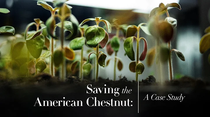 Saving The American Chestnut: A Climate Case Study