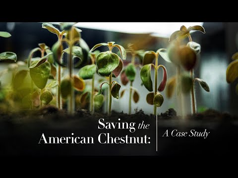 Saving The American Chestnut: A Climate Case Study