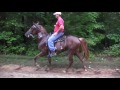 Ezds falcon rowdy grandson  2 year old single footing stallion spotlight