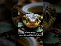 නගයෙක්ගේ රහස දන්නවද? 🐍