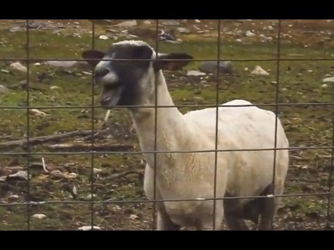 Top 5 Goat Songs (2013 - GOAT REMIXES)