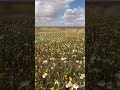 ربيع ذاع صيته في وطنا
