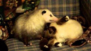 Kitty and Possum BFF bath time