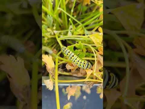 Black swallowtail butterfly caterpillar beauties!