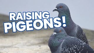How To Raise Pigeons!