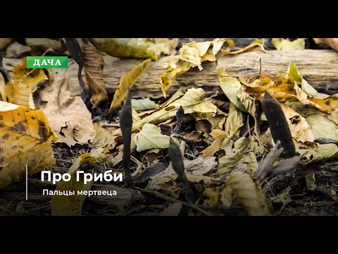 Грибы Пальцы мертвеца. Где используют этот Гриб?