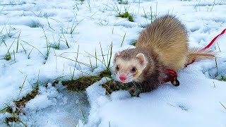 CUTE FERRETS PLAY IN SNOW by Paws to Journey 562 views 2 years ago 1 minute, 46 seconds