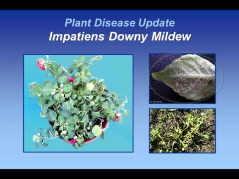 Video: Informasi Tentang Jamur Impatiens - Tanaman Alternatif Untuk Penyakit Downy Mildew