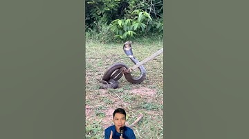 Cách bắt rắn hổ mang biết phun độc từ xa #snake