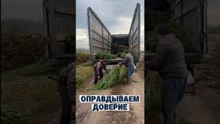 +7 (927) 815-59-81 Дистанционная отгрузка 👍