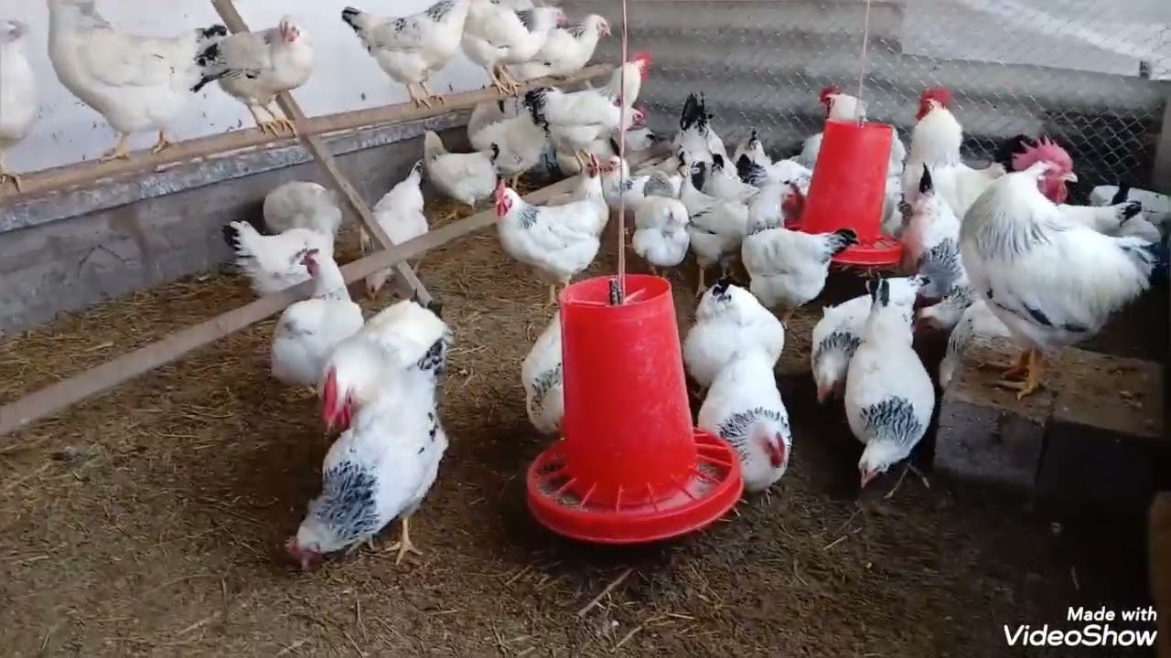 Тавсия барои мург ва чуча 13.07.2025 Majid