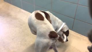 Meet A Terrier American Pit Bull Currently Available For Adoption At Petango 622015 11232