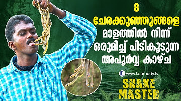 Wow ! Vava Catches 8 Rat Snakes from it