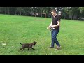 Dog School: belangrijke tips om uw puppy mee te leren lopen aan de lijn