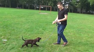 Dog School: belangrijke tips om uw puppy mee te leren lopen aan de lijn Dog School: belangrijke tips om uw puppy mee te leren lopen aan de lijn