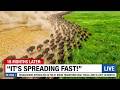 51 Bison Were Released Into a Texas Desert — Years Later, the Results Stunned Everyone