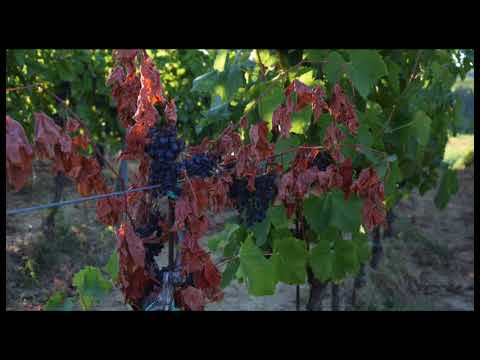 Videó: Szőlő hasítása szőlőn – Mi a teendő, ha a szőlőhéj megreped