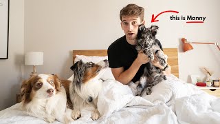 What It's Like Waking Up With 3 Dogs