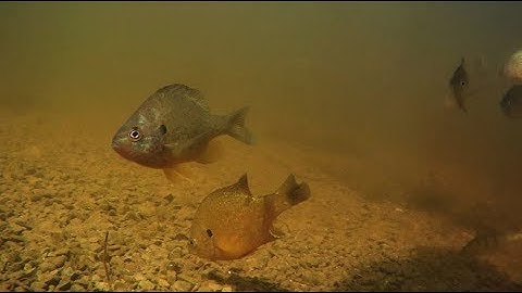 Apeman A80 Action Cam: Underwater Panfish Footage