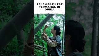 EMBUN BAMBU TIONGKOK