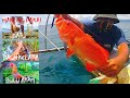 MANCING PAKAI UMPAN BULU AYAM DISAMBAR IKAN KERAPU MERAH_TRADITIONAL CORAL TROUT FISHING