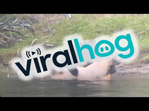 Grizzly Bear Drags Bull Elk to Shore for a Feast || ViralHog