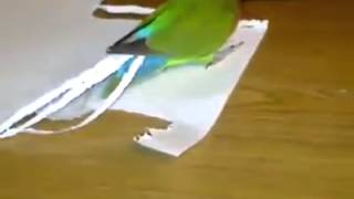 designer parrot
