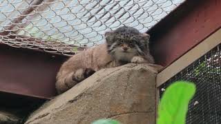 #2-4 April 2024 Pallas' cat at Oji zoo, Kobe, Japan