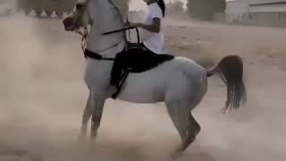 лошадь друг человека🐴🐴