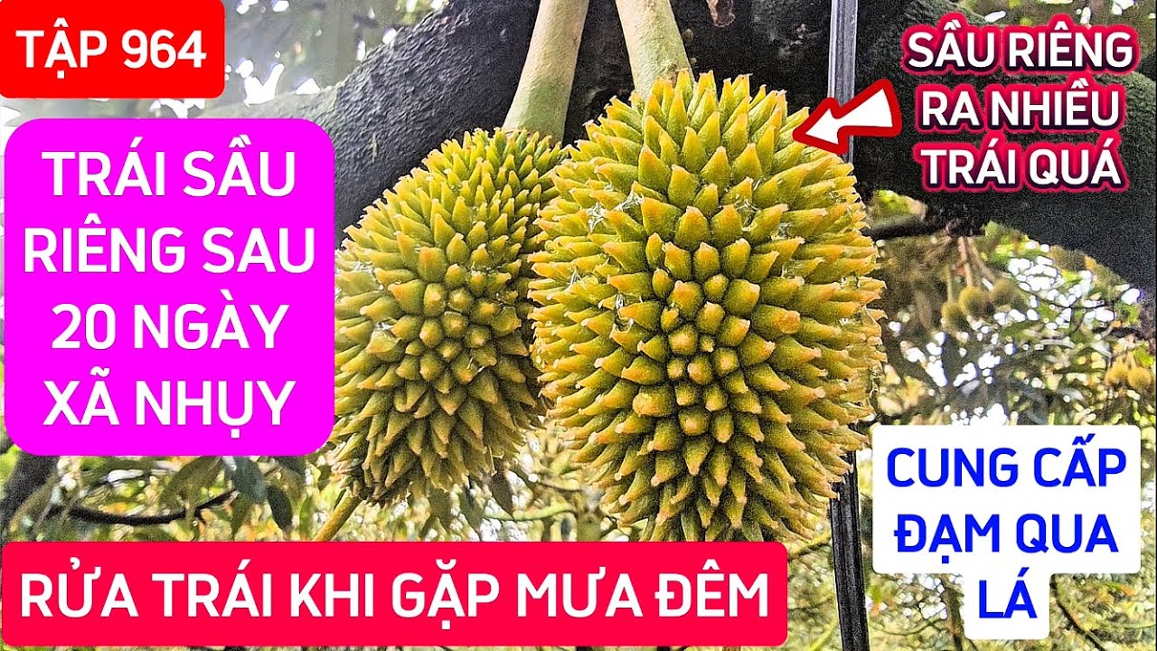 TẬP 964 TRÁI SẦU RIÊNG SAU 20 NGÀY XÃ NHỤY, RỬA TRÁI KHI GẶP MƯA ĐÊM, CUNG CẤP ĐẠM QUA LÁ