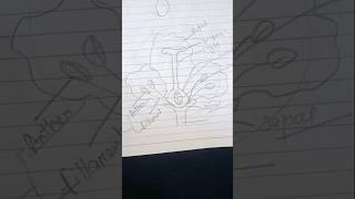 trick to draw LS of the flower #cbse #ncert #class12 #classs10 #biology